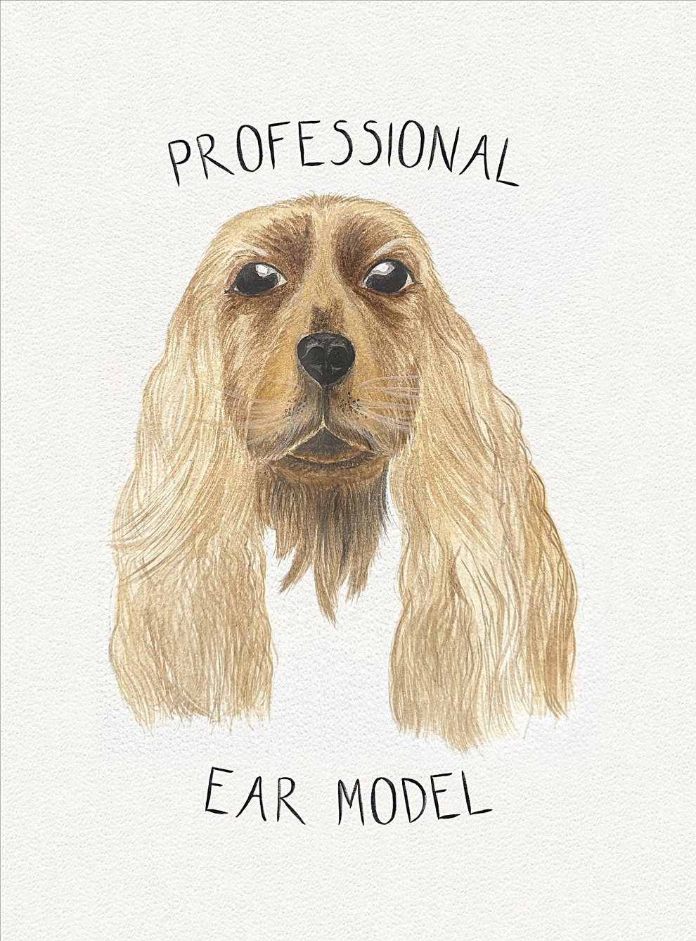 Watercolour painting: Cocker Spaniel