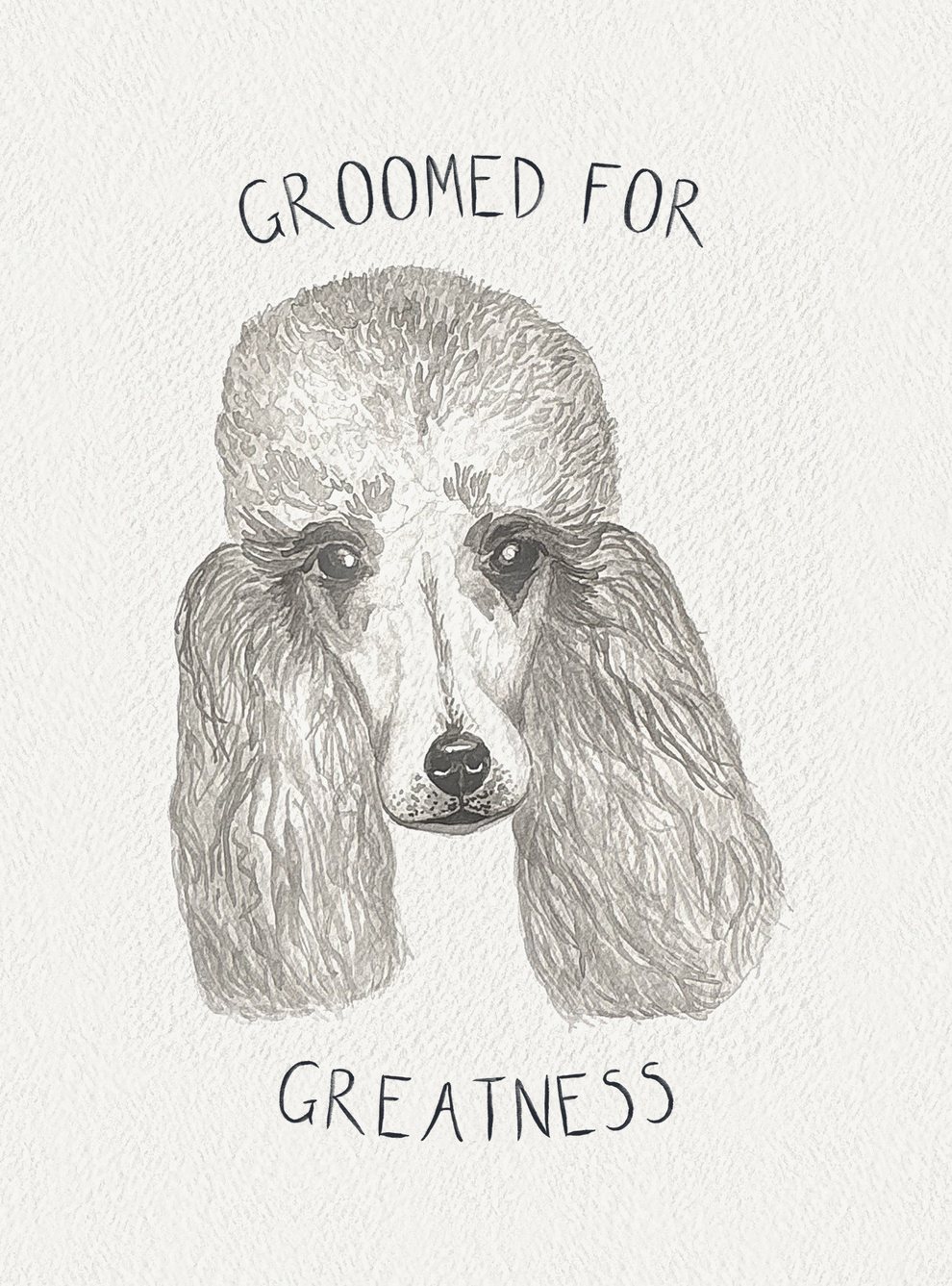 Watercolour painting: Poodle (Silver)