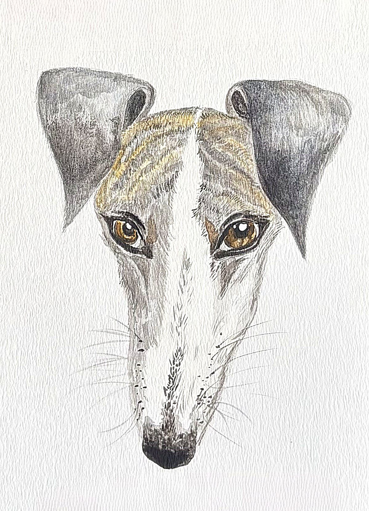 Hand-painted watercolour portrait of Blue the whippet