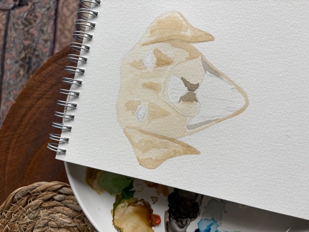 First pale watercolour wash blocking in the Labrador's face