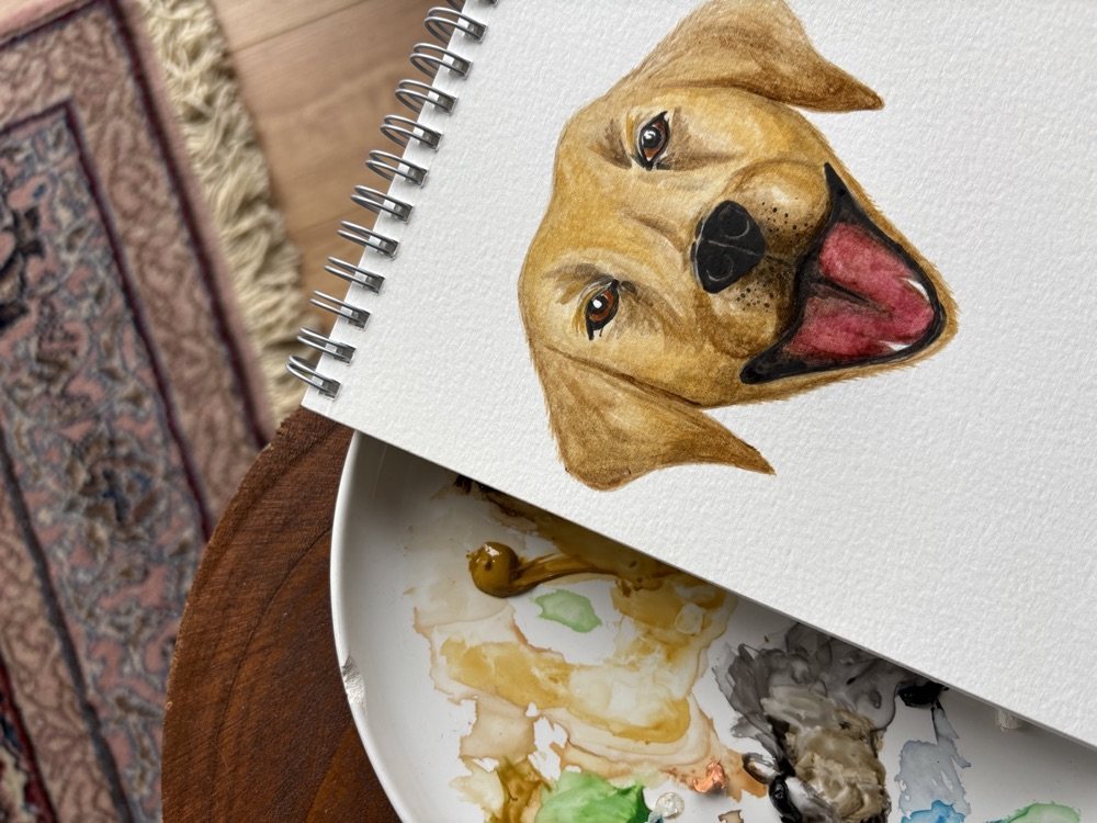 The Labrador portrait with detailed brown eyes, pink tongue and fur texture